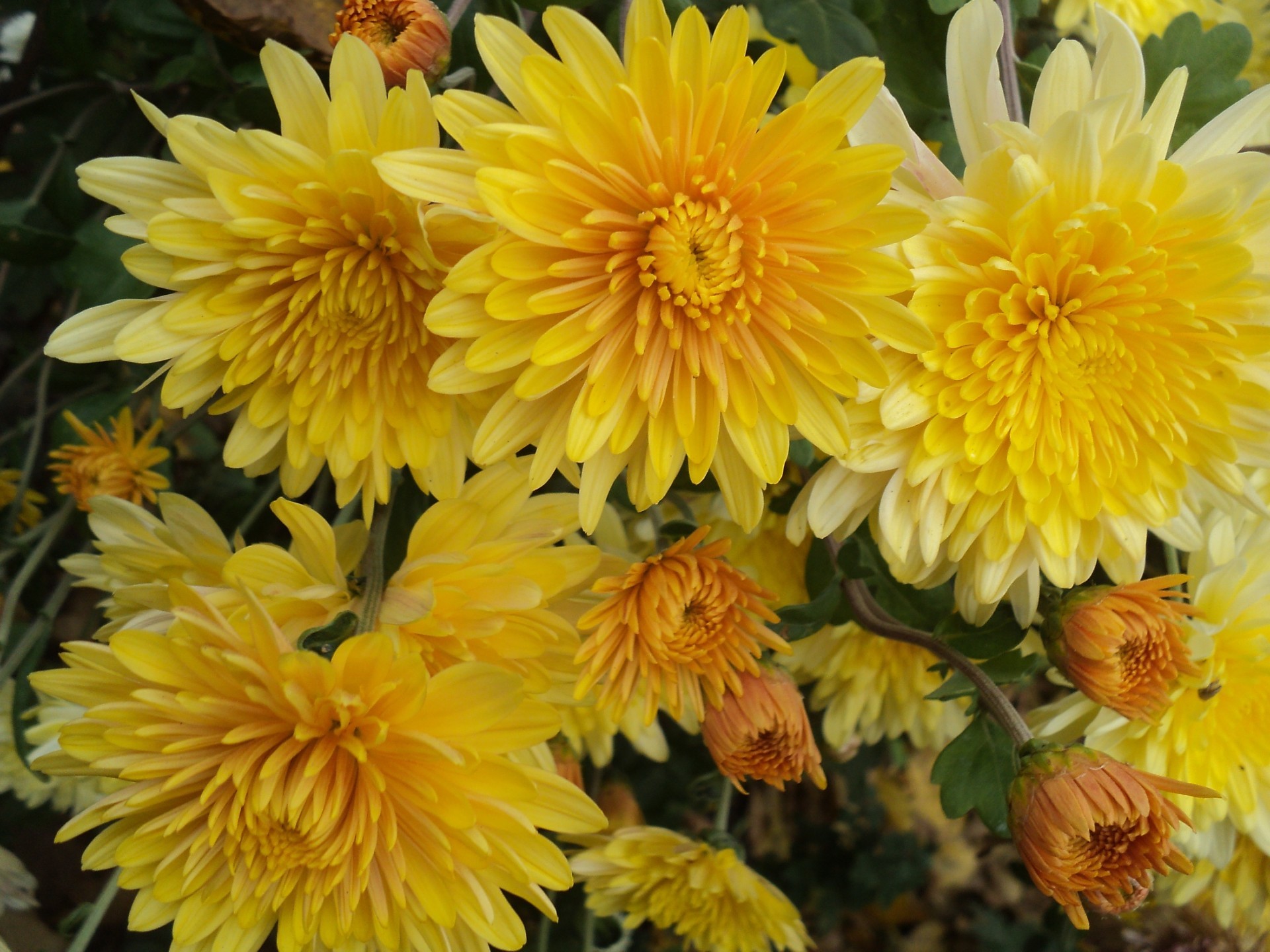 chrysanthème fleur nature flore été jardin pétale bluming floral couleur feuille bouquet lumineux tête belle dahlia croissance gros plan