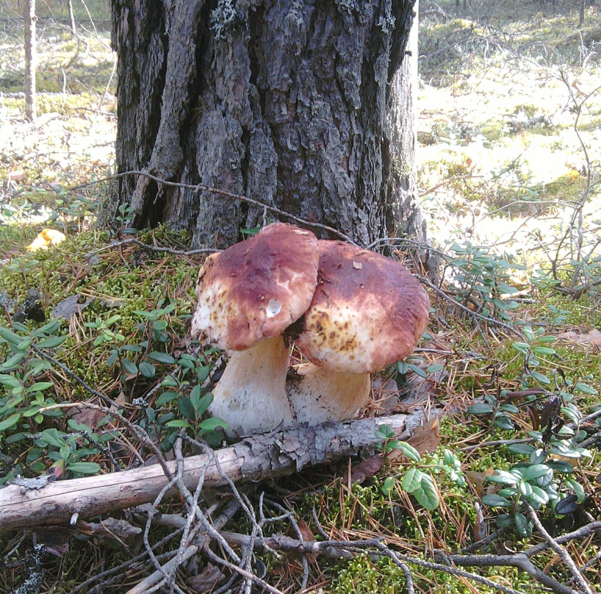 funghi fungo fungo porcospino coperchio autunnale funghi commestibili muschio di legno naturale spore veleno all aperto stagione alimentare flora erba selvatica