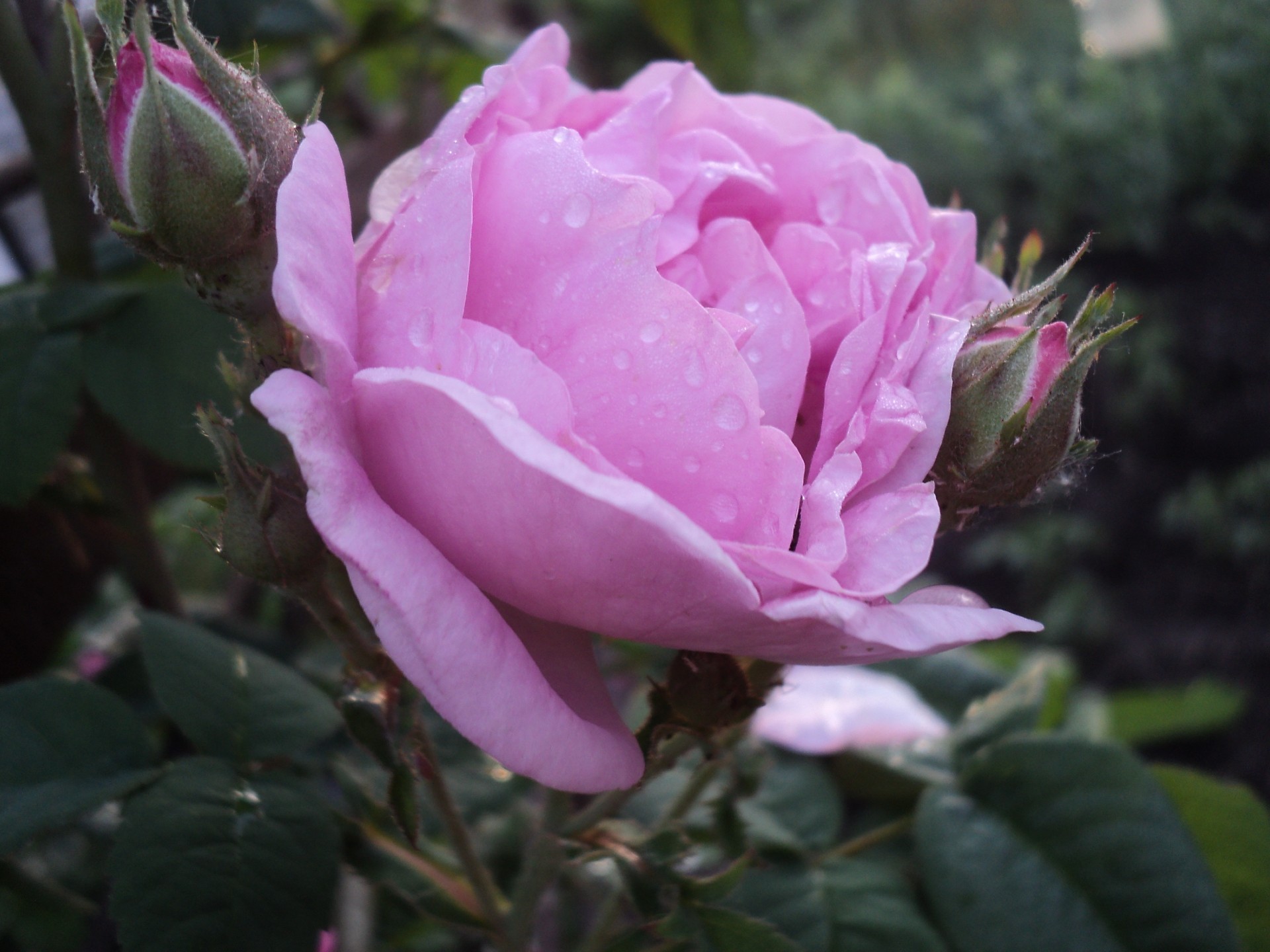 rosas flor naturaleza hoja flora jardín floración pétalo boda floral peonía al aire libre amor color amigo arbusto