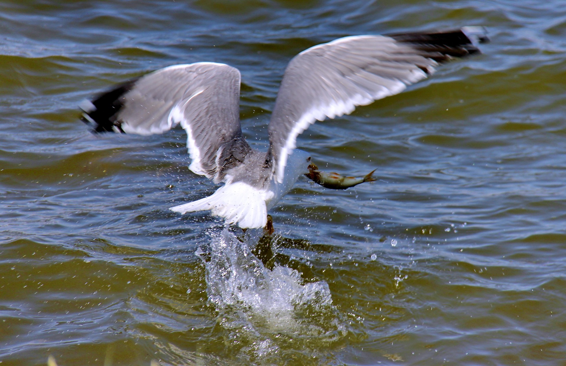 gabbiano uccello gabbiano fauna selvatica volo acqua volare natura uccelli piuma animale anatra ala becco oca uccelli acquatici