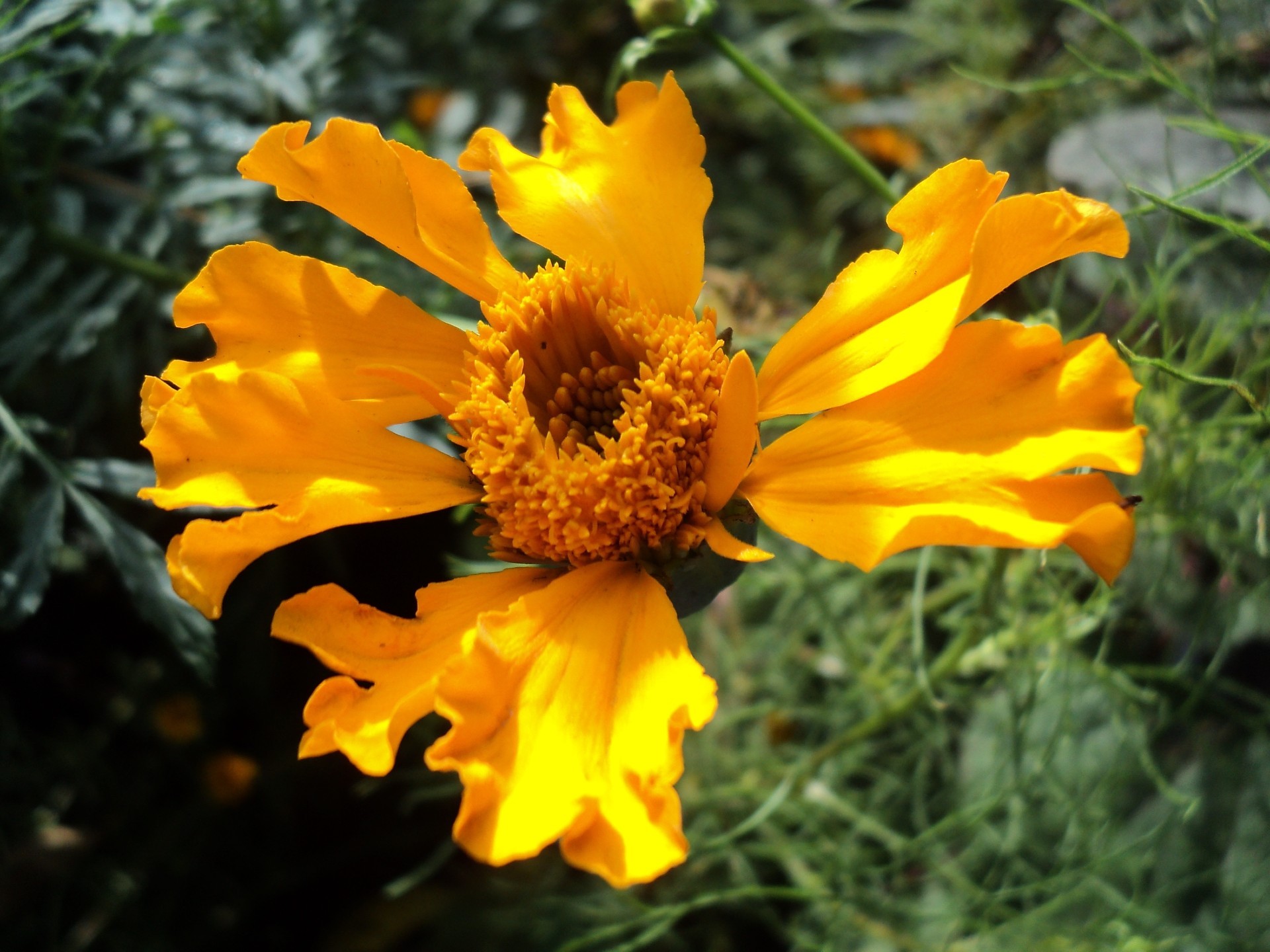 flores de jardín naturaleza flora flor verano jardín hoja brillante al aire libre color temporada campo primer plano pétalo floral floración hierba hermoso buen tiempo