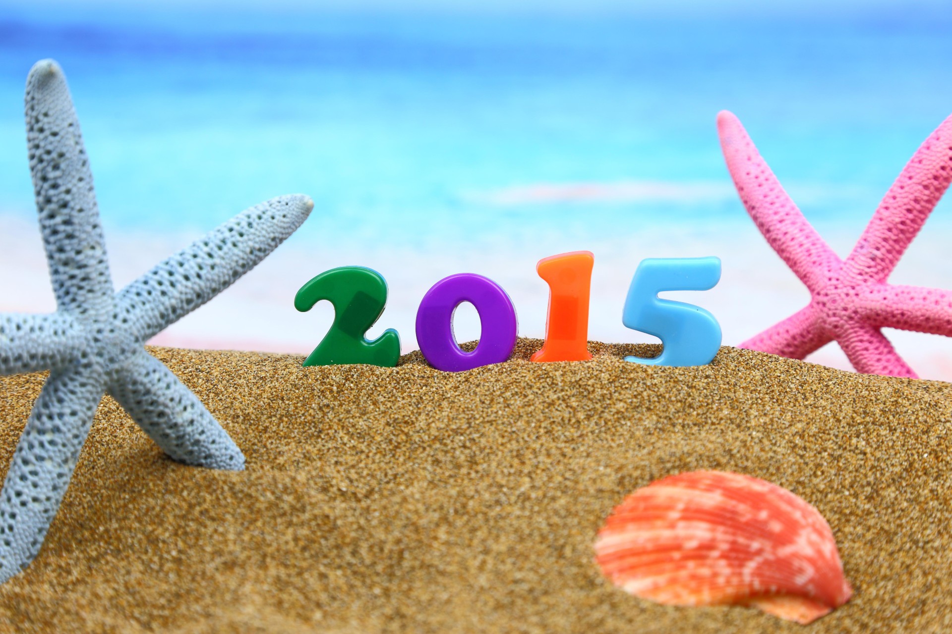 new year starfish beach sand echinoderm seashell sea ocean seashore tropical summer vacation shell water marine travel nature shore shellfish sun