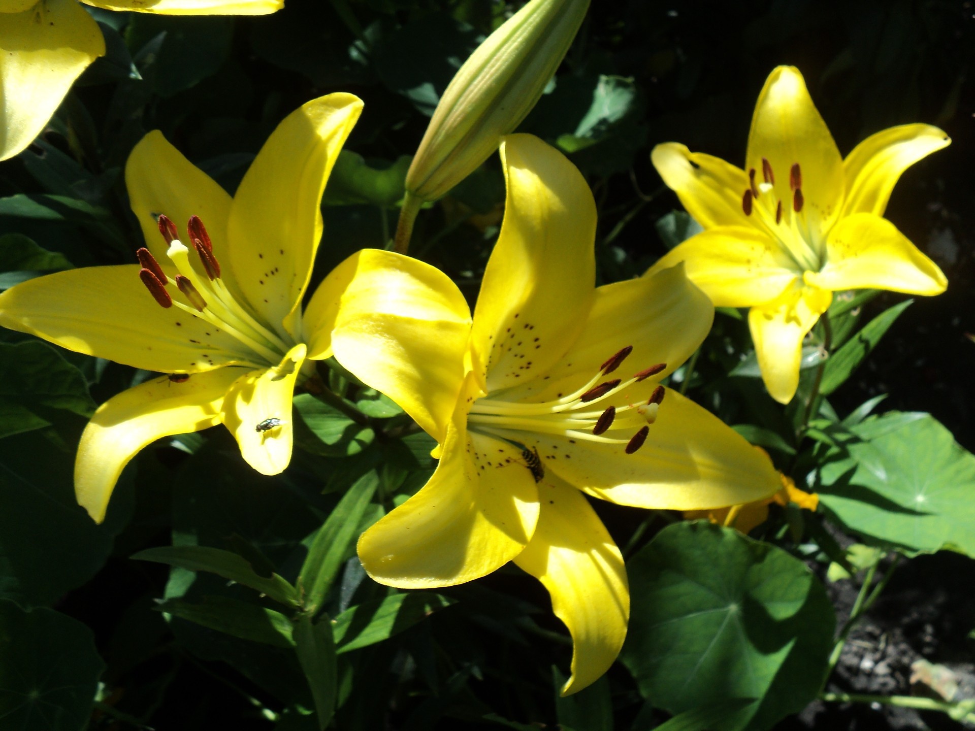 parterres de fleurs fleur nature feuille flore été lily lumineux