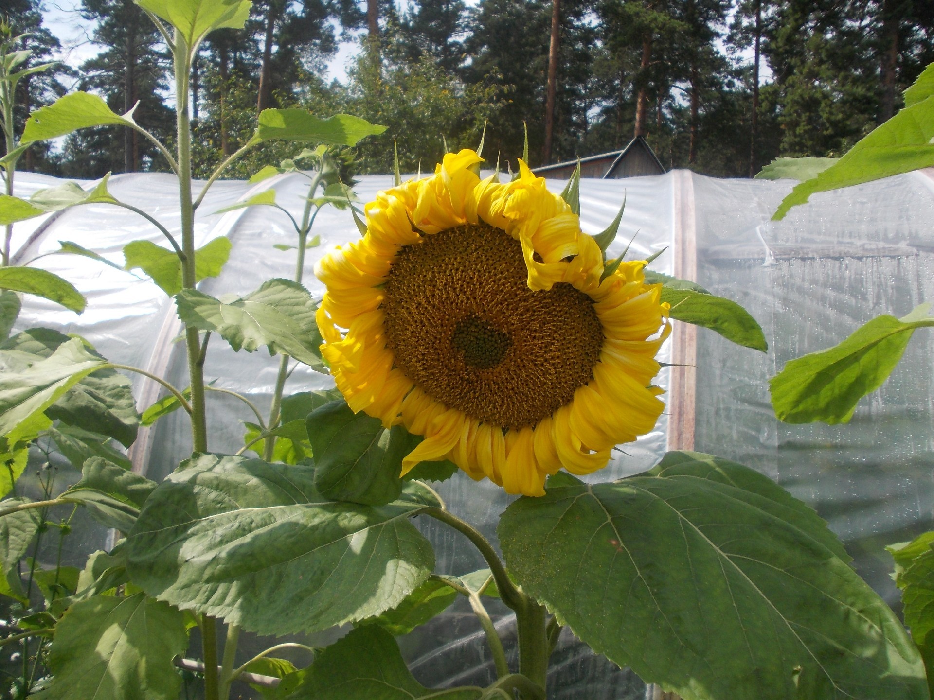 ayçiçeği doğa flora yaz yaprak çiçek bahçe parlak büyüme ayçiçeği renk alan yakın çekim çiçek sezon güzel tarım açık havada güzel havalarda kırsal