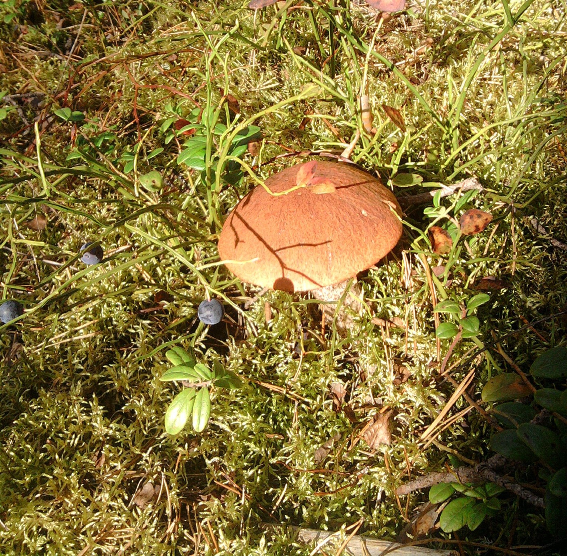 mushrooms fungus mushroom nature fall wood food flora tree leaf outdoors grass environment moss season edible wild color growth toadstool