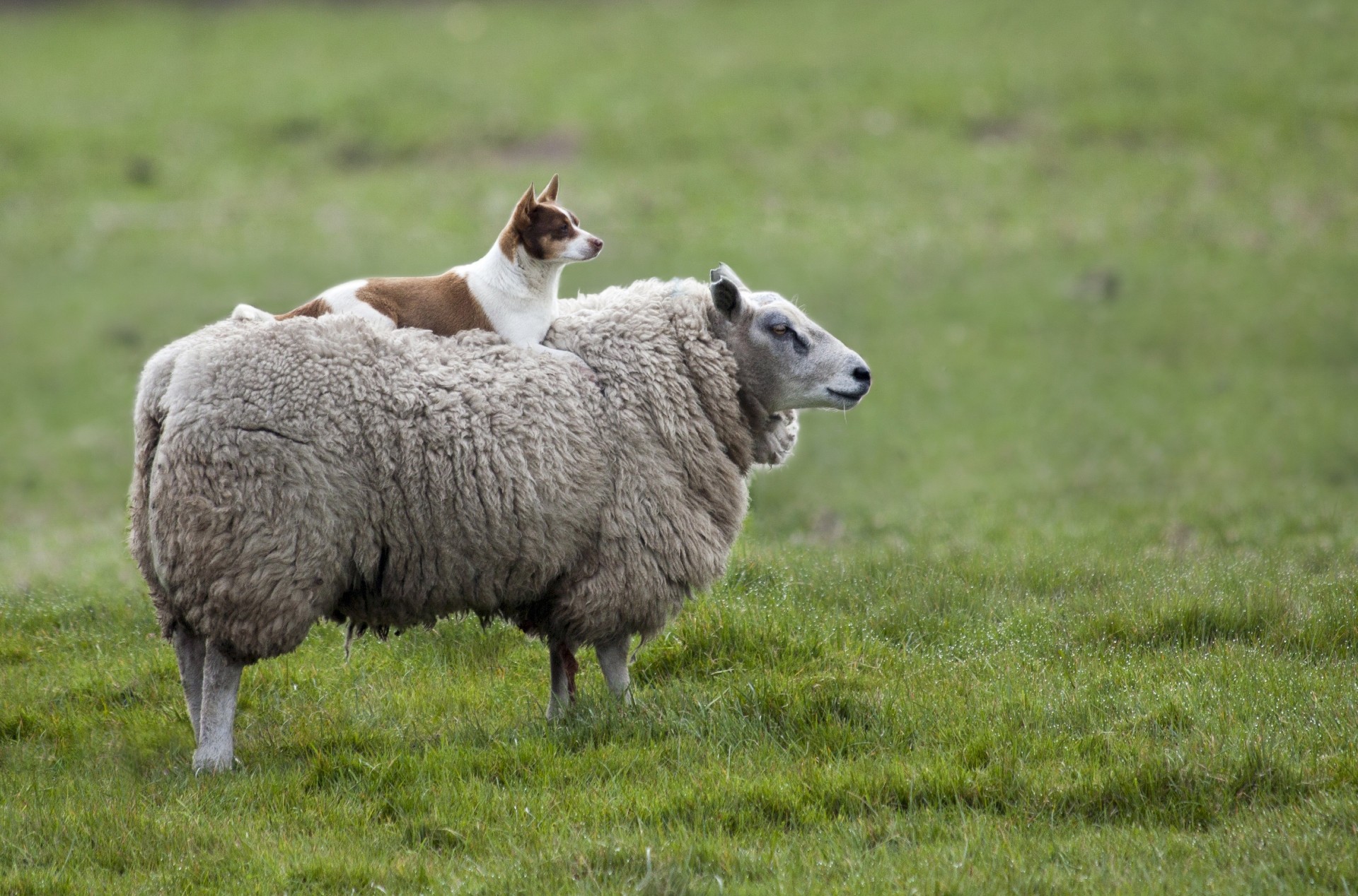 moutons mammifère herbe animal foin ferme animaux vivants pâturages agriculture champ faune