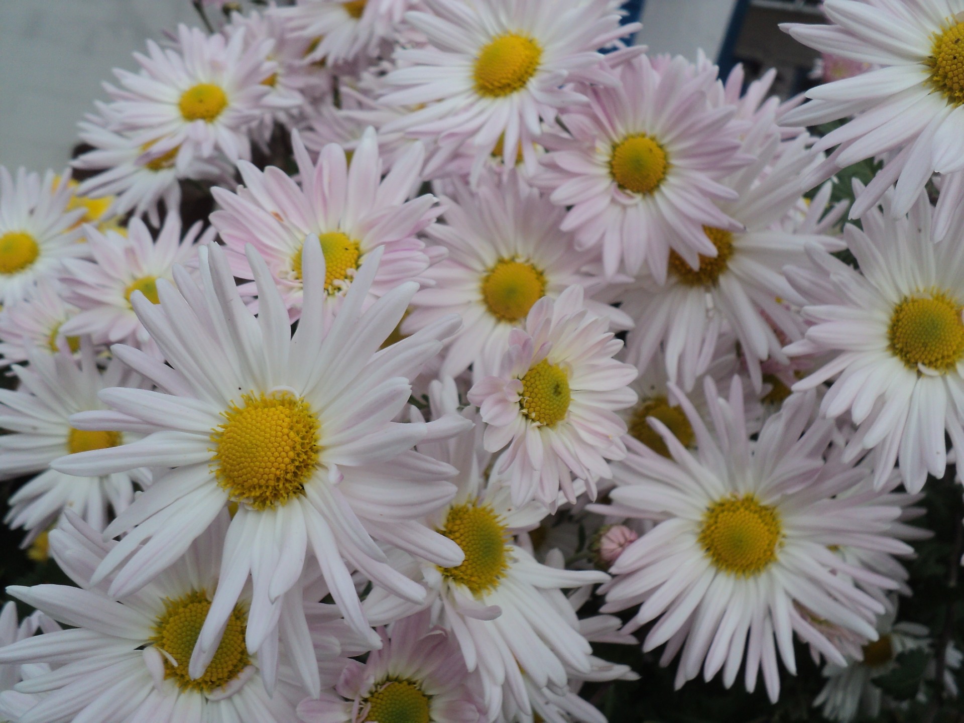 chrysanthemum flower nature flora petal summer garden floral blooming bright color beautiful chamomile close-up bouquet leaf desktop season