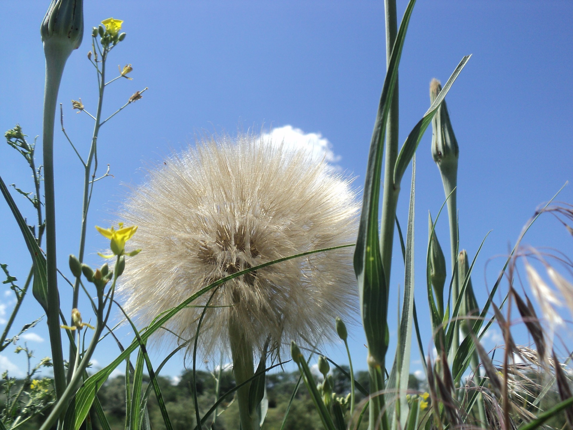 wildflowers flower summer nature grass field flora growth outdoors dandelion hayfield rural fair weather bright sun husk