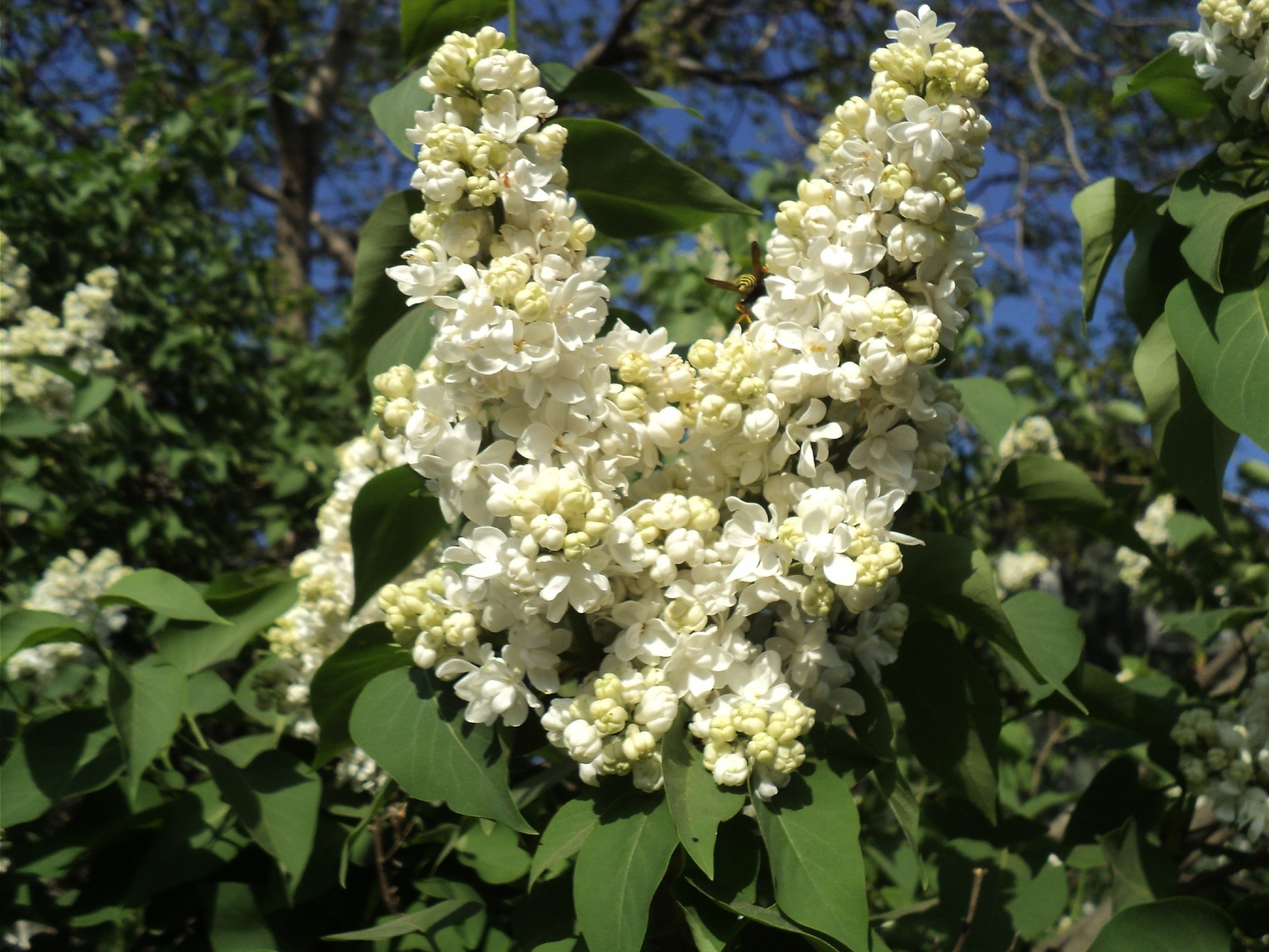 fleurs de jardin fleur flore feuille nature arbre jardin saison floral bluming branche été arbuste pétale couleur gros plan à l extérieur botanique beau temps croissance fraîcheur