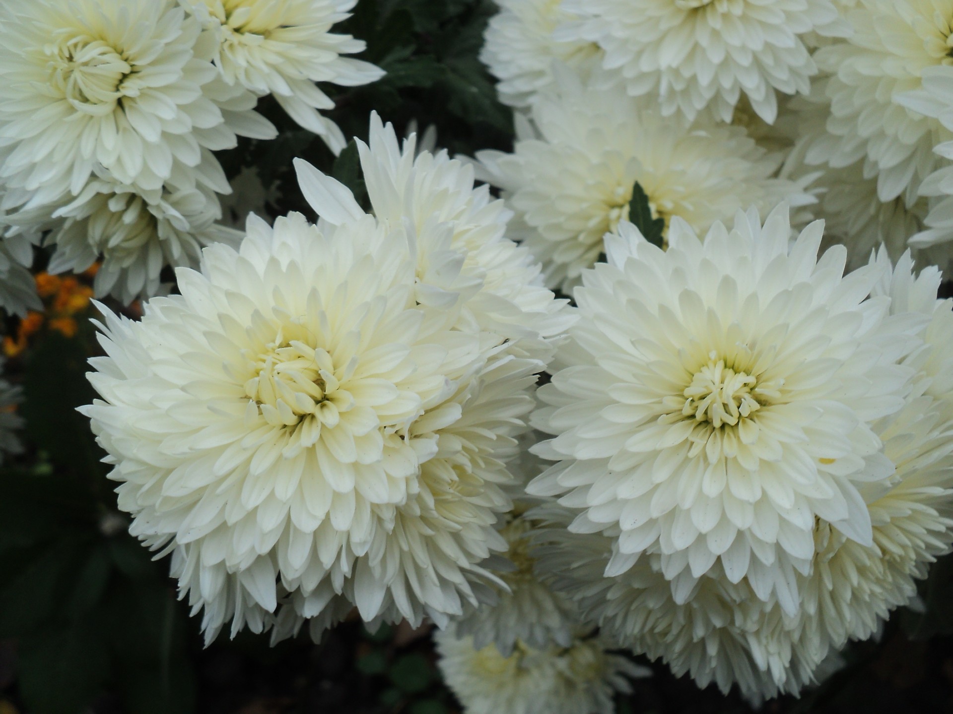 chrysanthemum flower nature flora garden petal floral blooming dahlia bouquet summer leaf color bright head growth perennial