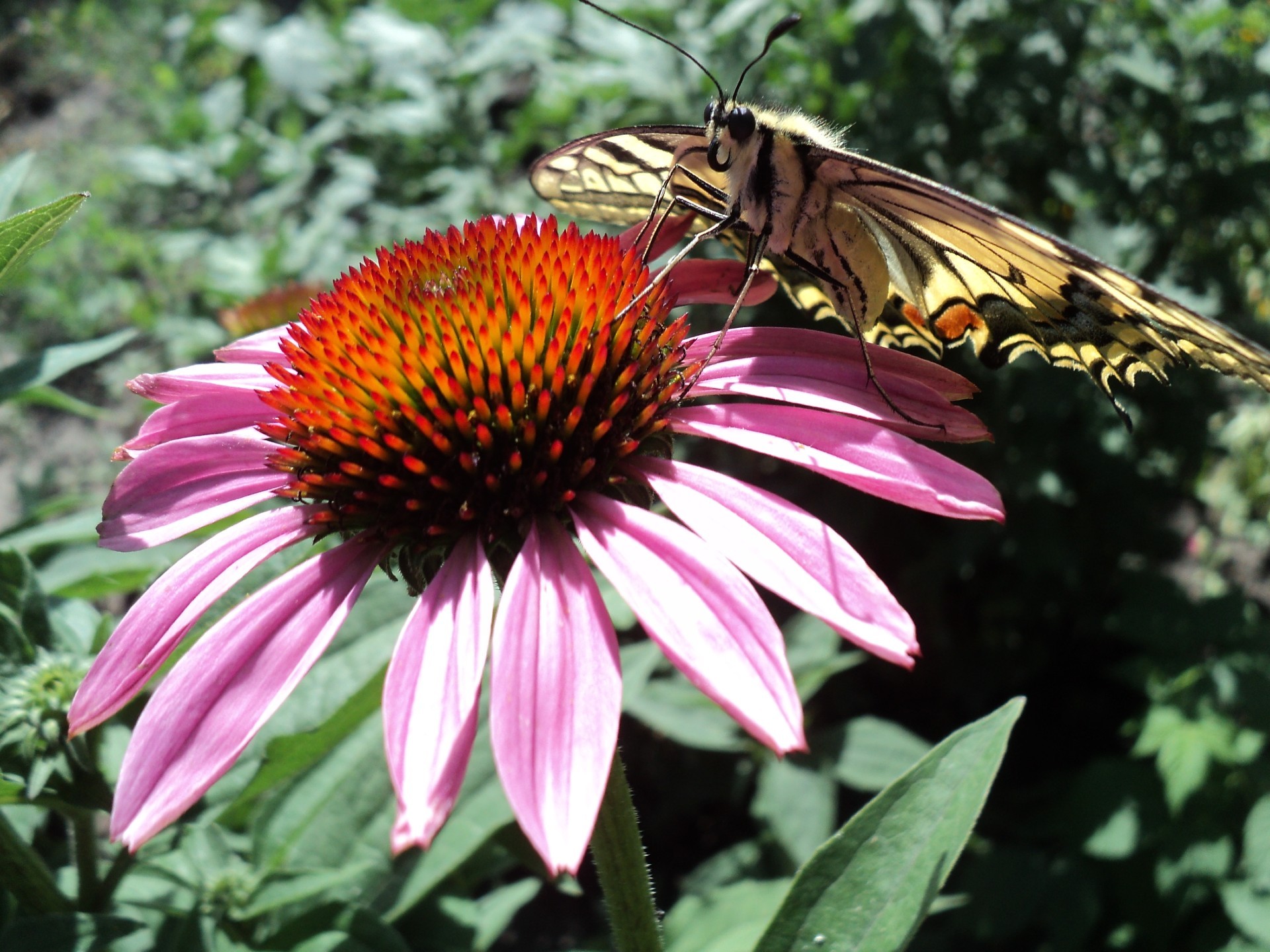 kwiaty ogrodowe natura ogród owad na zewnątrz kwiat lato flora motyl liść piękne echinacea zbliżenie kolor