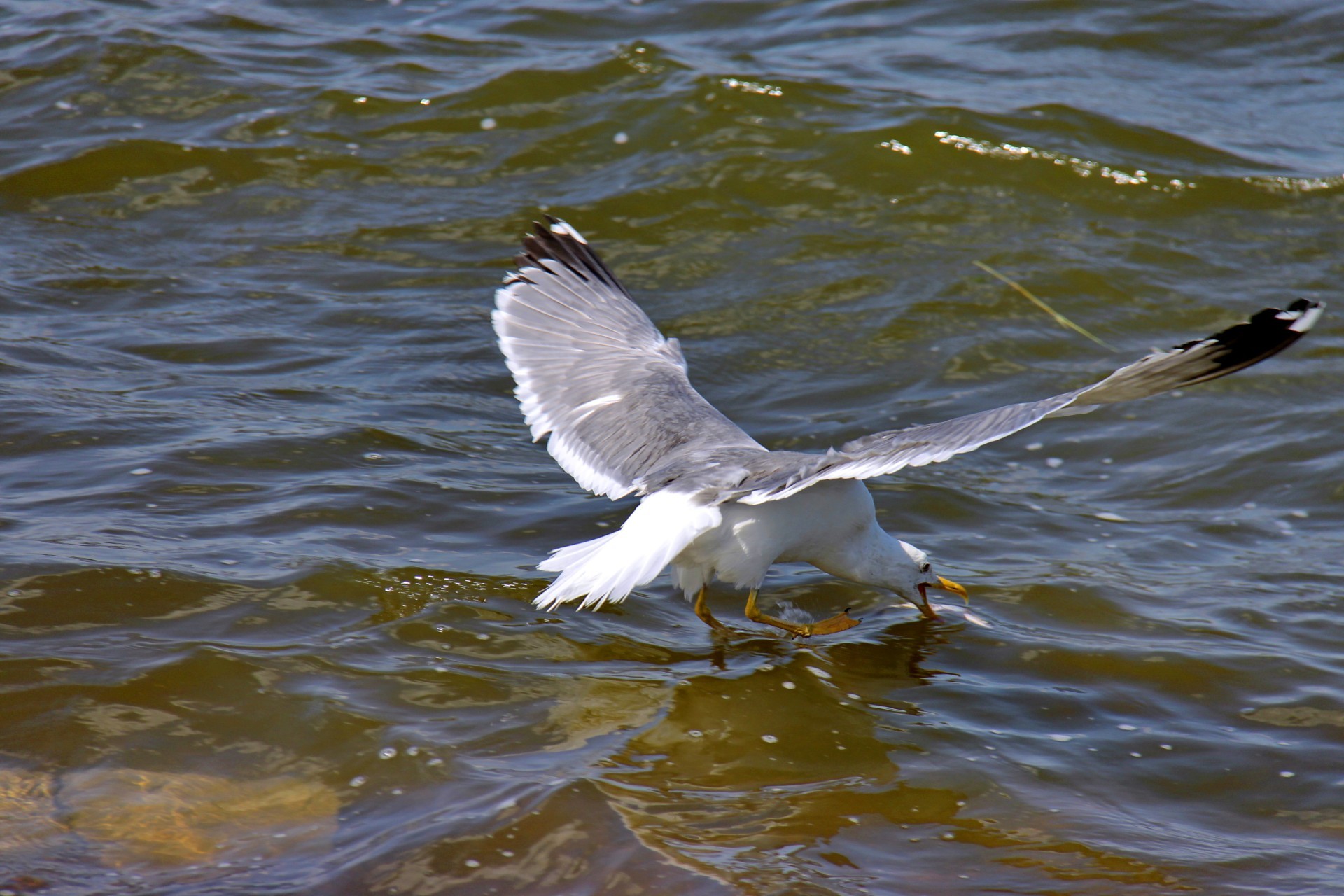 gaivota pássaro gaivota vida selvagem água natureza animal voo pena voar mar bico lago ao ar livre