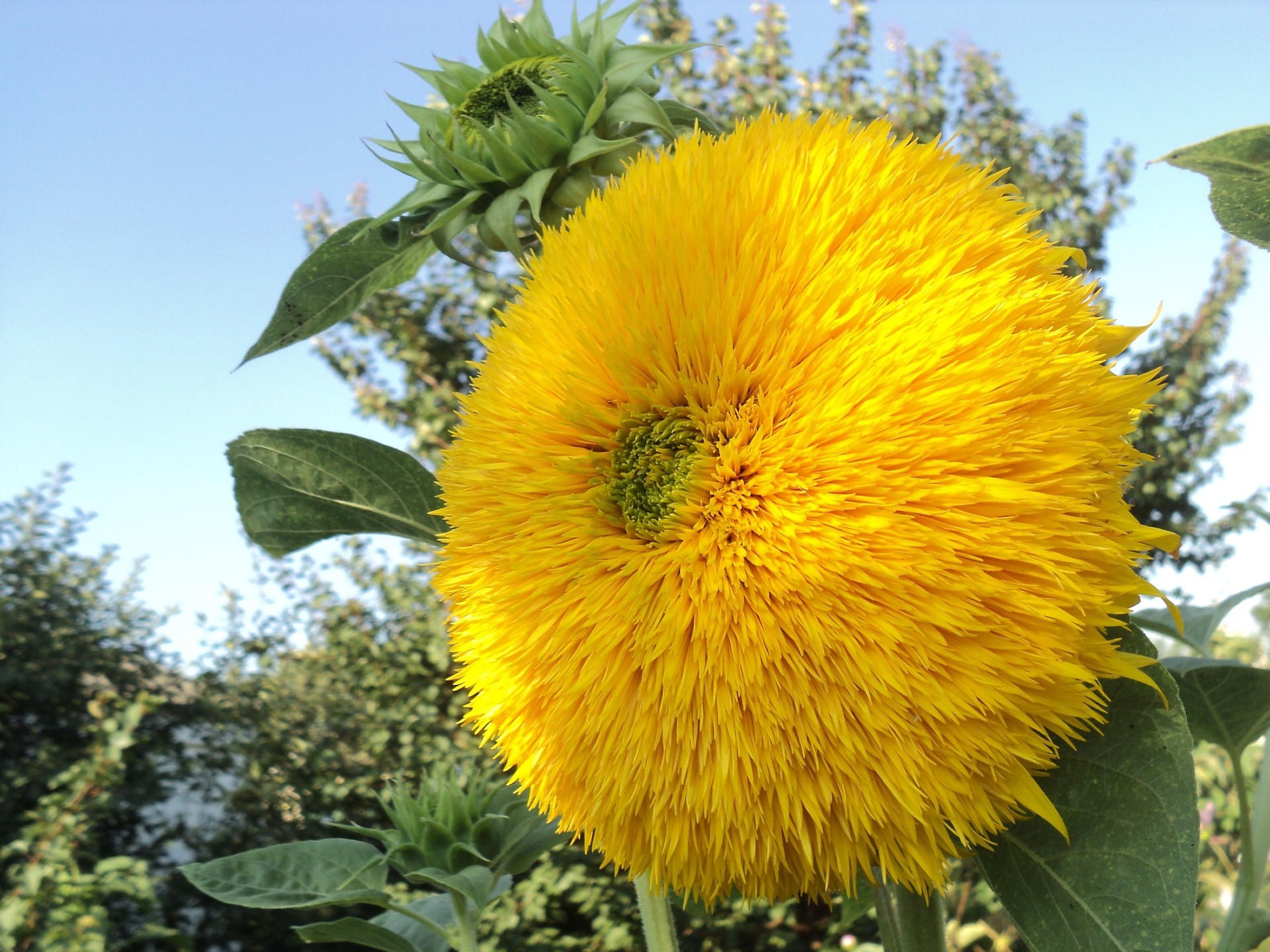 fiori flora natura fiore foglia estate all aperto giardino albero crescita floreale fiore