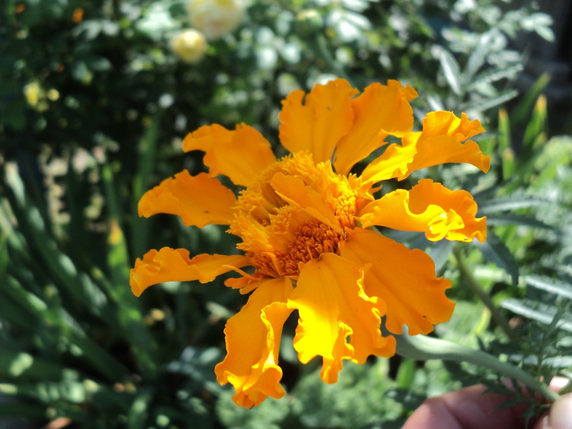 gartenblumen natur blume flora garten blatt sommer im freien farbe blumen blühen wachstum hell jahreszeit blütenblatt