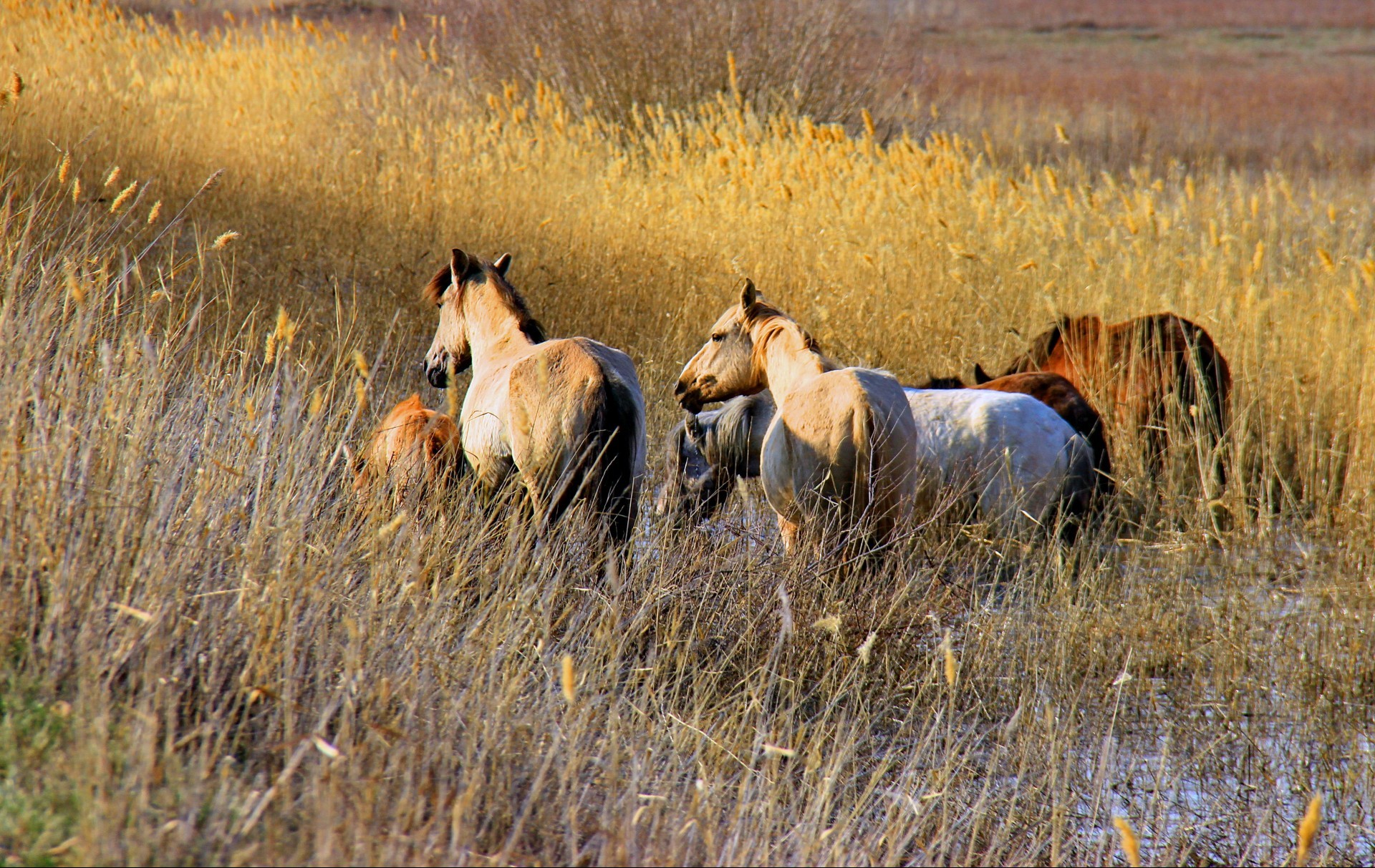 caballo mamífero caballería hierba pasto pasto al aire libre granja campo animal vida silvestre caballo heno agricultura rural animales vivos mare mane naturaleza luz del día