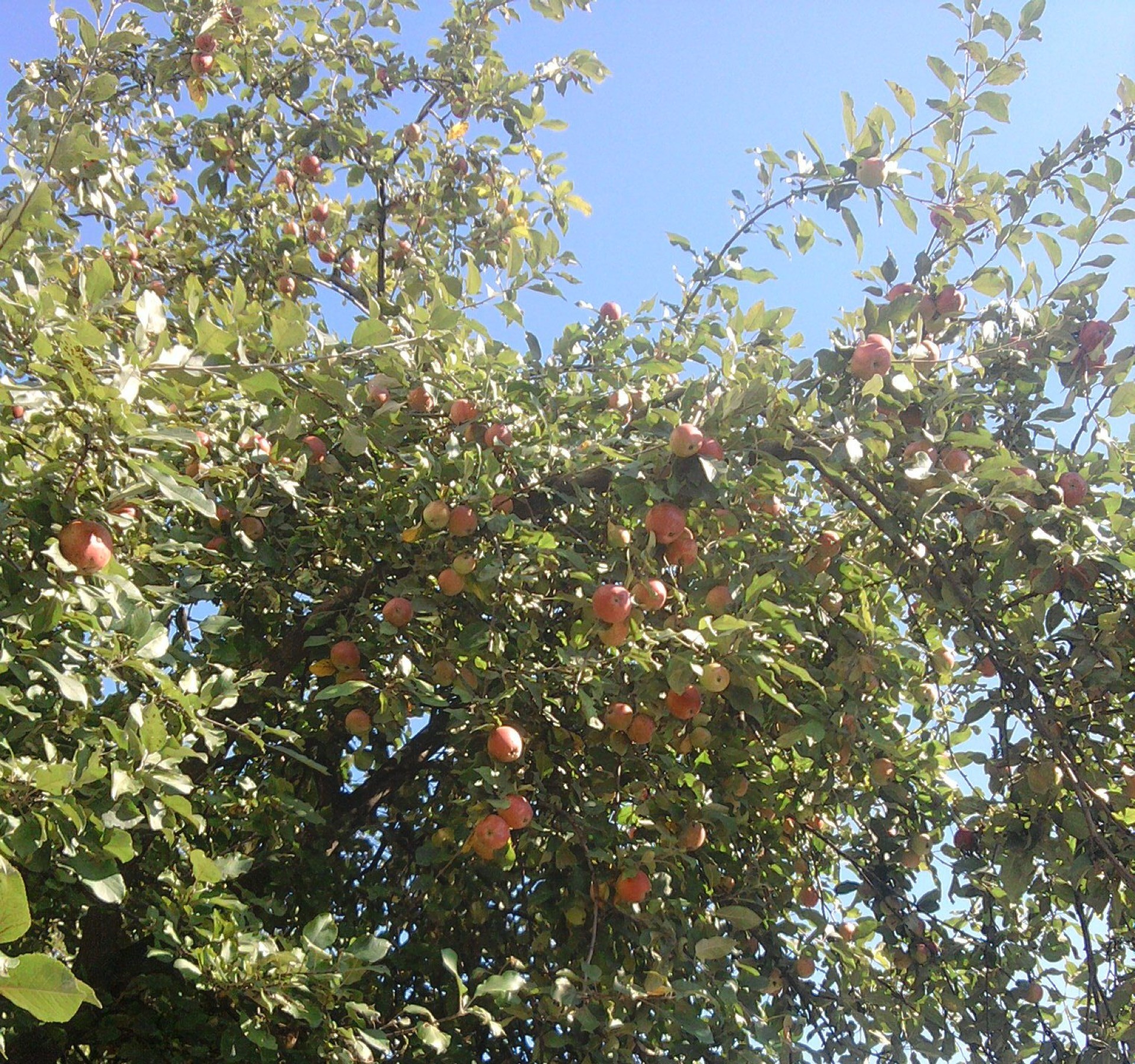 ağaçlar meyve ağaç tarım şube yaprak doğa açık havada flora yemek güzel hava çiftlik sezon yaz büyüme elma büyümek mera bahçe güneşli