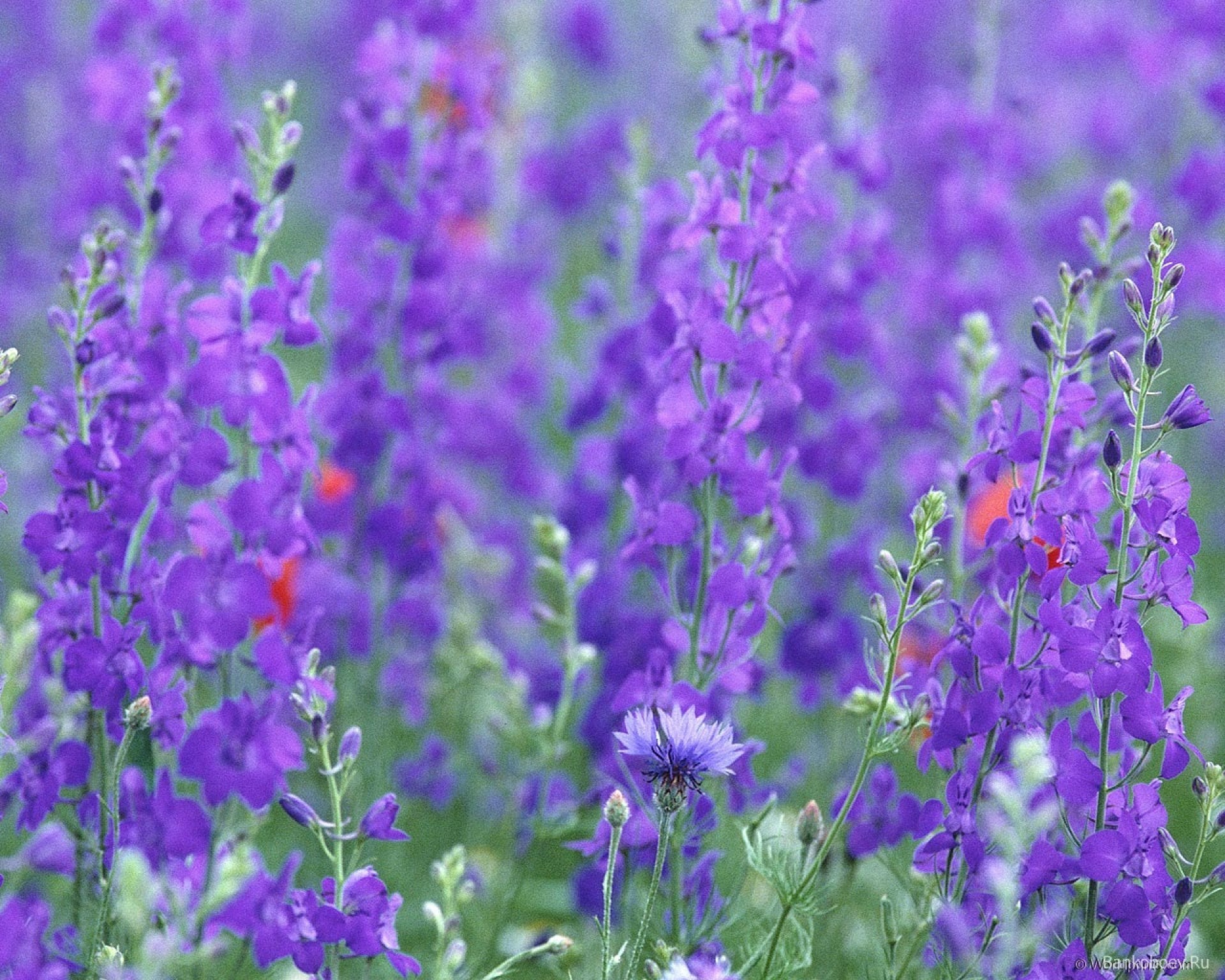 lily flower nature summer flora field growth garden violet outdoors leaf rural hayfield blooming bright herb season perfume floral herbal