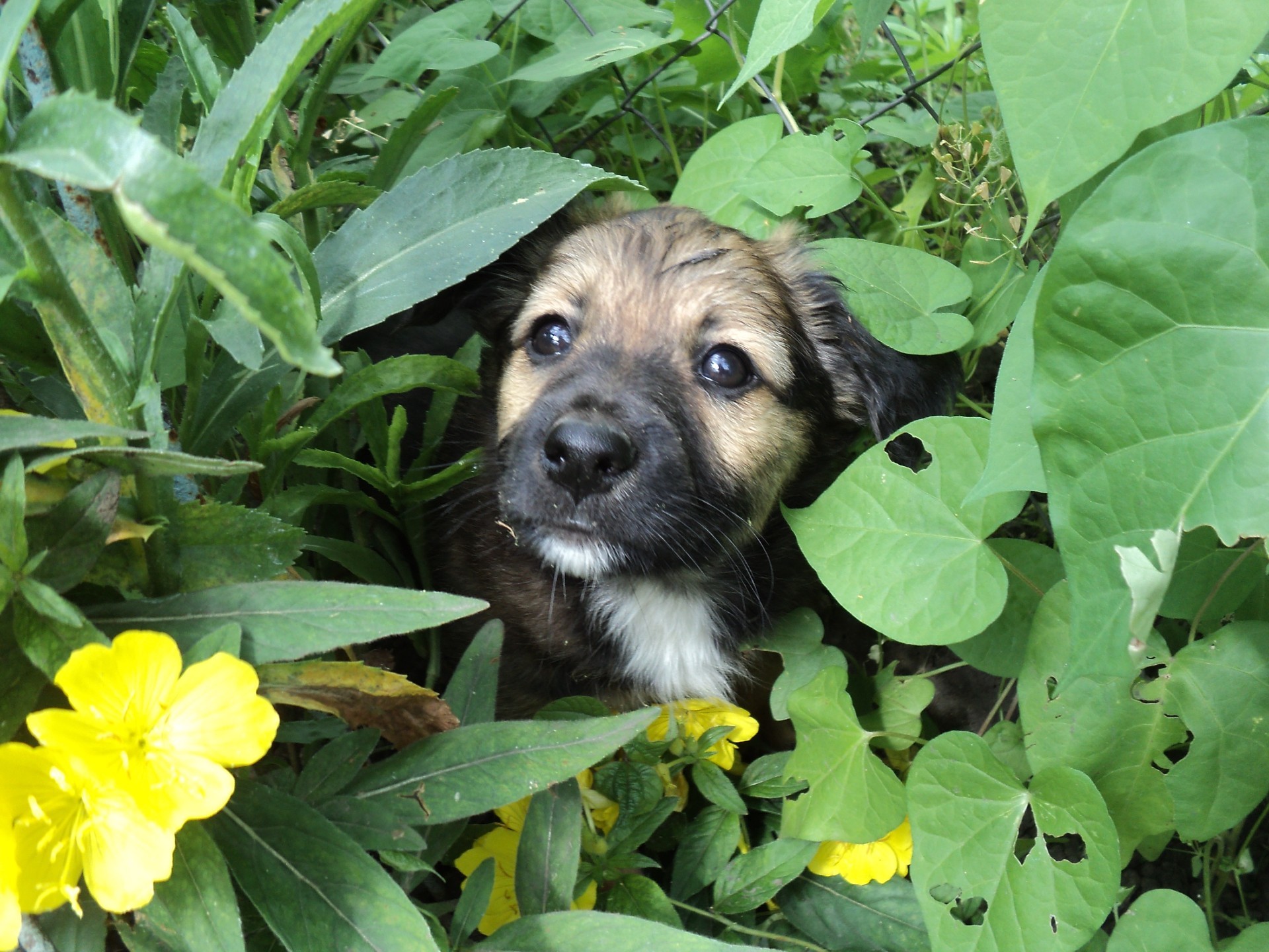 perros naturaleza poco hierba al aire libre verano