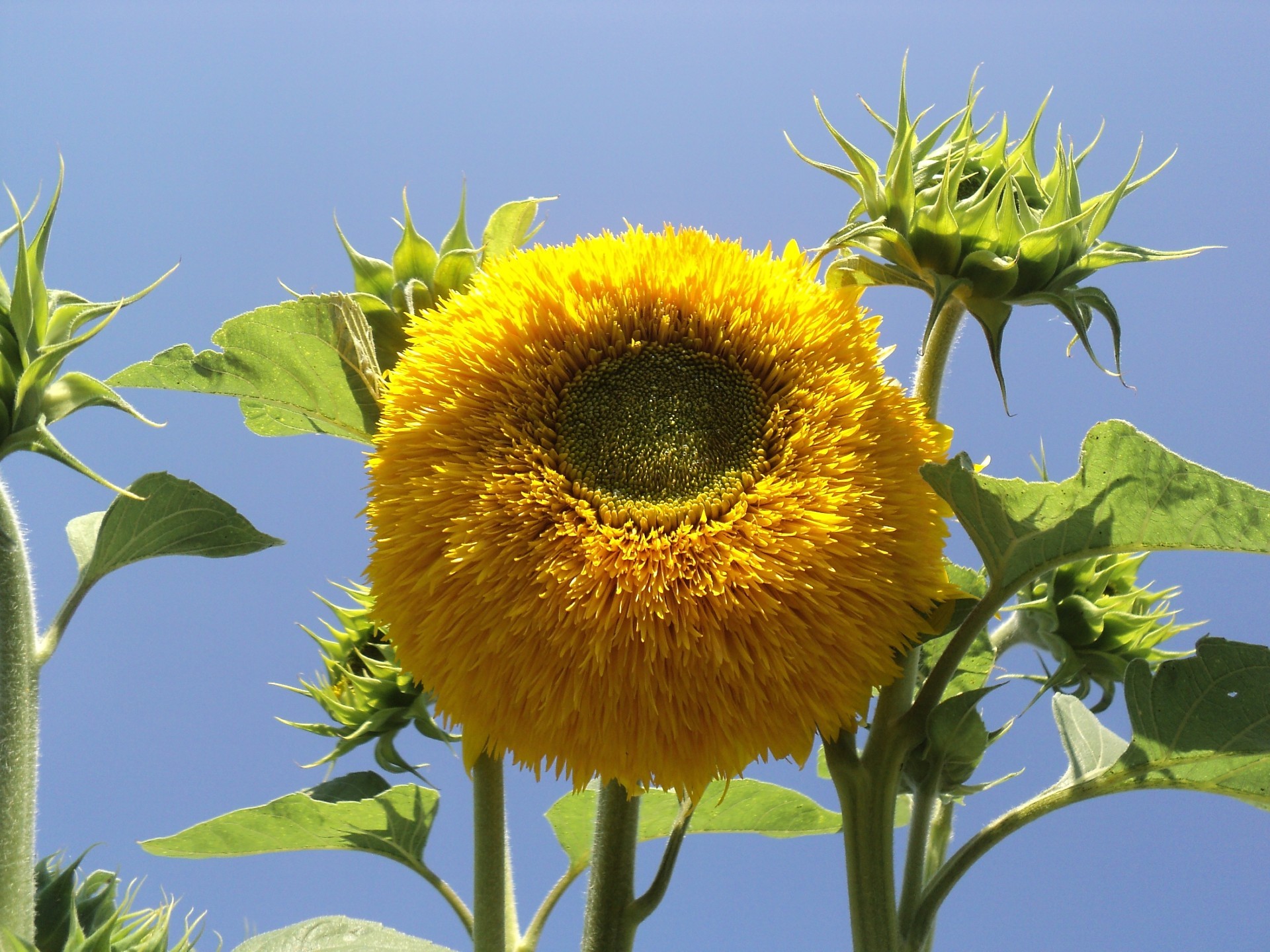 girasoles flora naturaleza flor hoja verano crecimiento campo floral jardín brillante floración soleado pétalo color girasol estación buen tiempo al aire libre sol