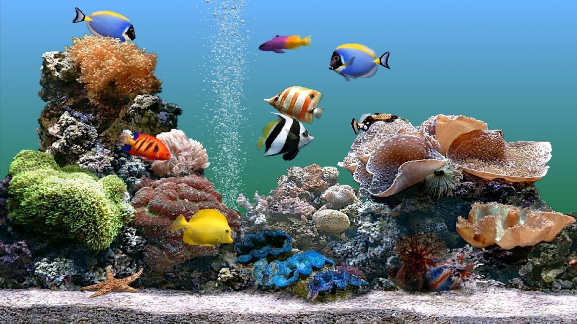 стая рыбок подводный рыбы коралловый море океан воды риф тропический морской природа аквариум водный дайвинг плавание глубокий подводная лодка скуба животное дикой природы