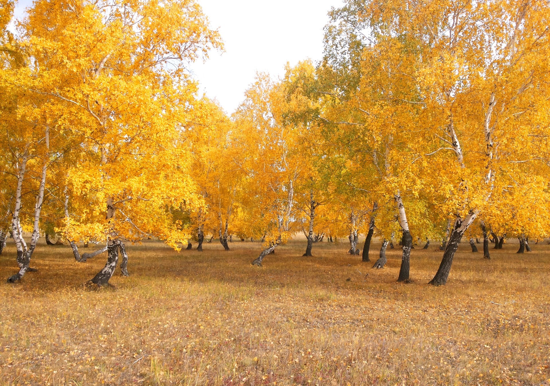 automne automne arbre feuille bois paysage saison or nature parc à l extérieur route scénique environnement branche érable campagne beau temps rural couleur