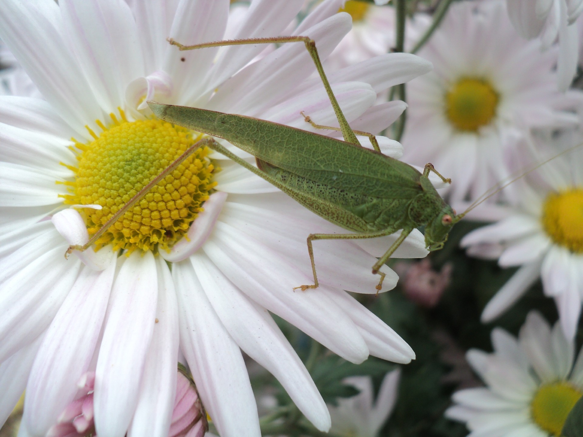 insekten natur blume blatt flora insekt sommer garten blumen wild schließen hell kopf blütenblatt