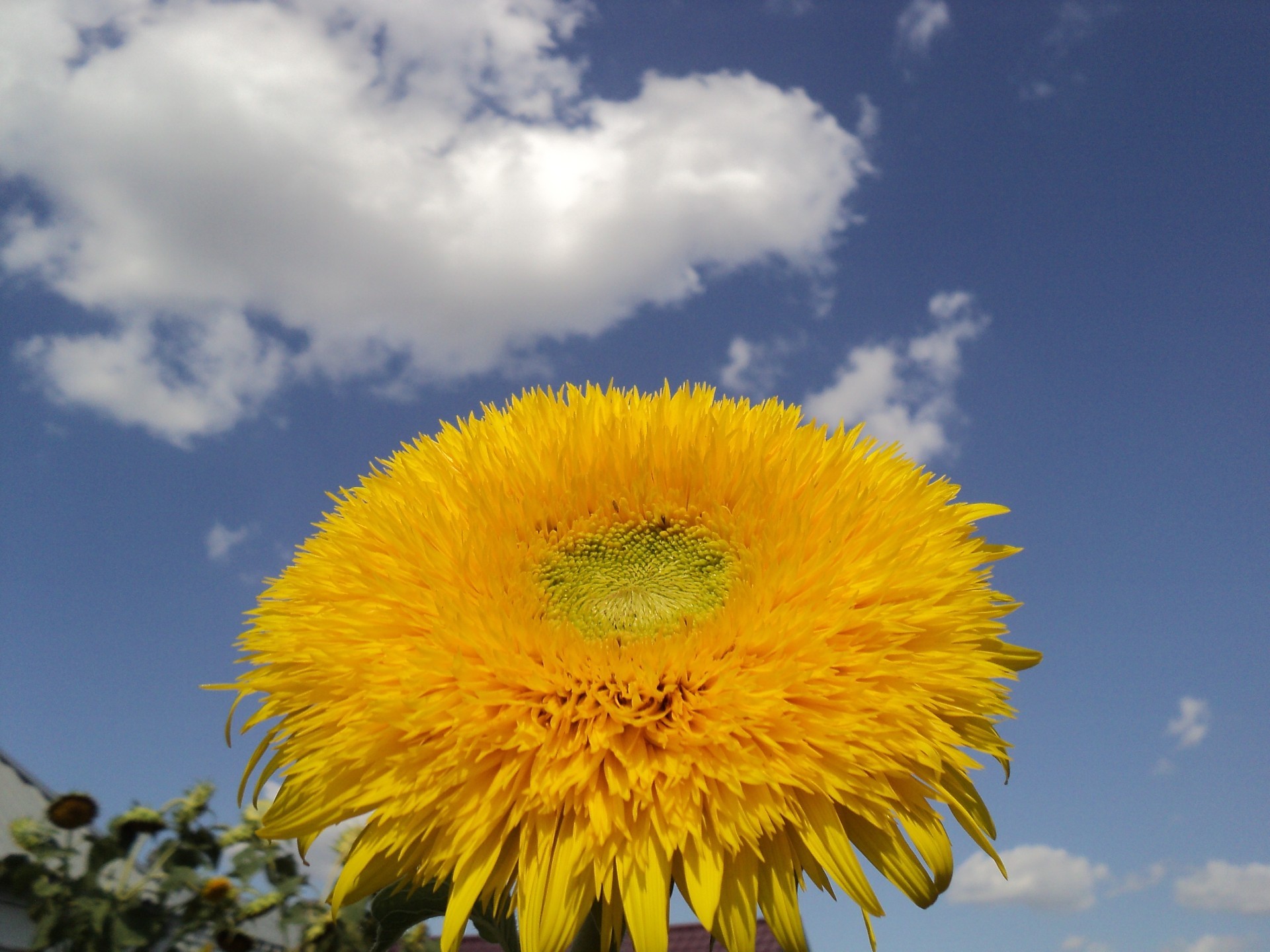 花 花 植物 自然 夏天 天空 景观 明亮 户外 太阳 美丽 田野 颜色