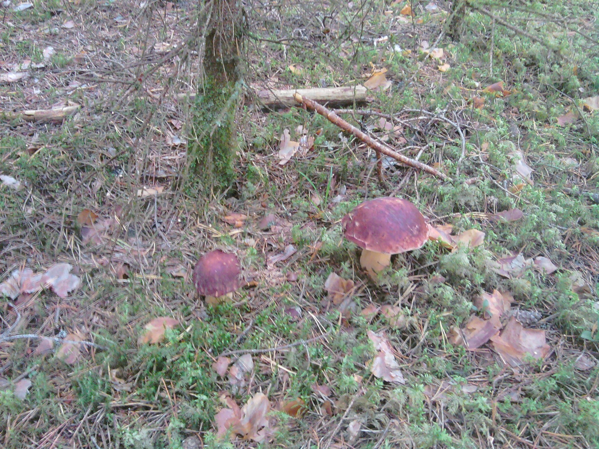 mushrooms fall fungus nature leaf wood food mushroom ground grass flora outdoors tree season environment cap park summer wild garden