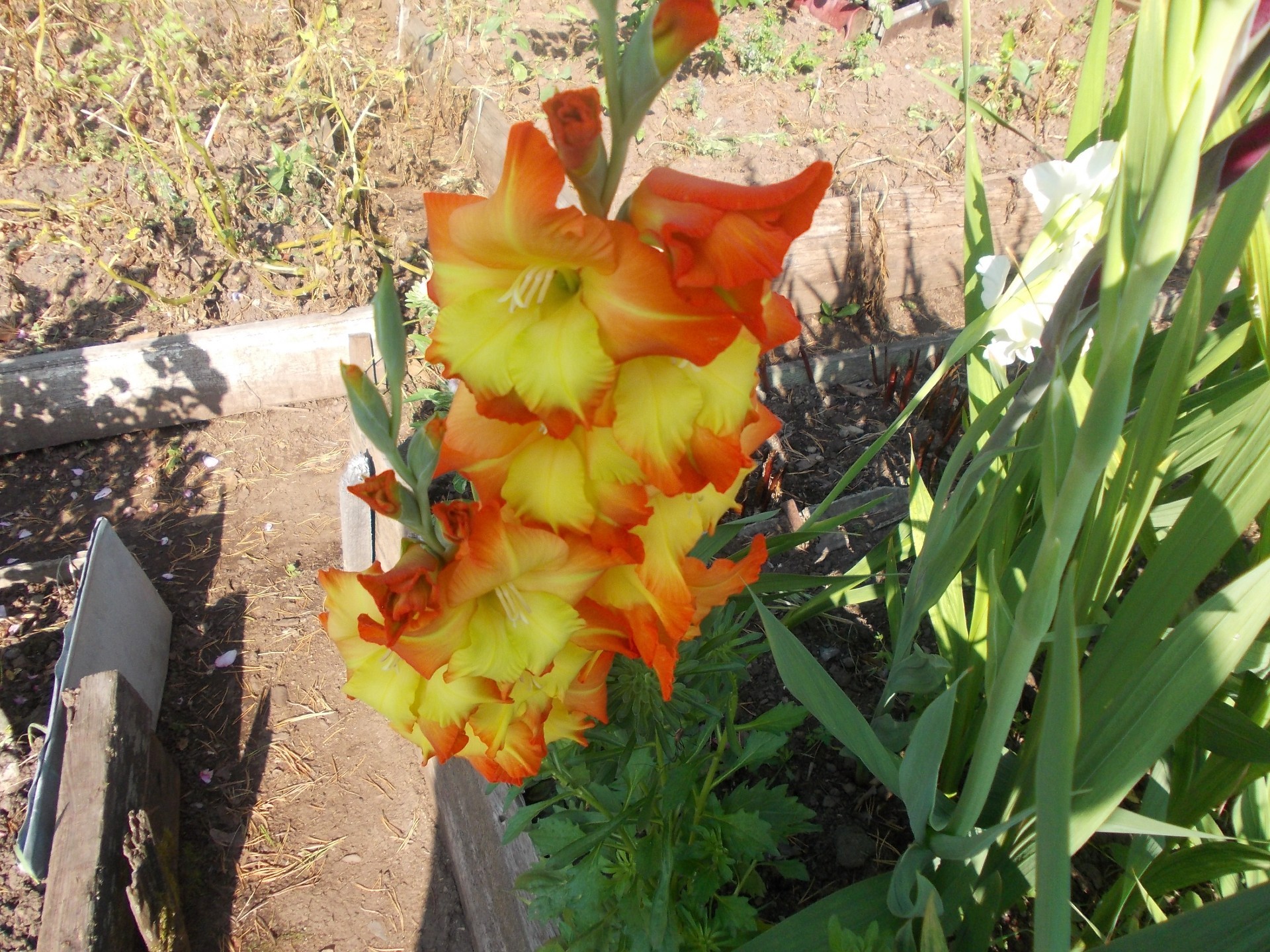 flower beds nature leaf flower flora garden summer bright season growth outdoors color blooming