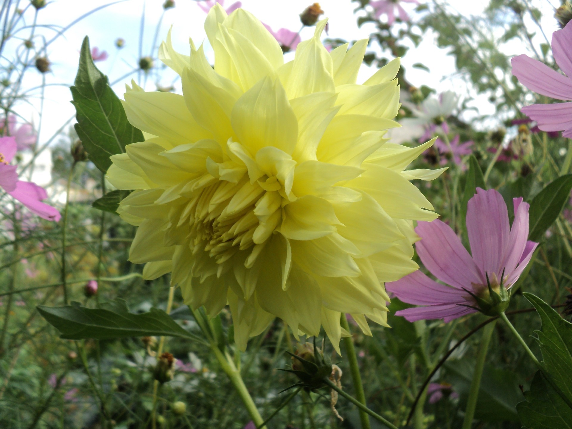 bahçe çiçekleri çiçek doğa flora yaz bahçe çiçek açan yaprak çiçek taçyaprağı renk alan parlak yakın çekim büyüme güzel saman sezon çimen