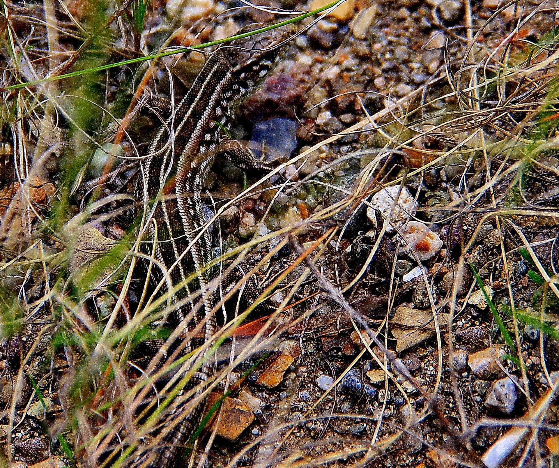 reptiles et grenouilles nature automne à l extérieur flore gros plan feuille sec saison sauvage herbe couleur bureau environnement bois bois terre