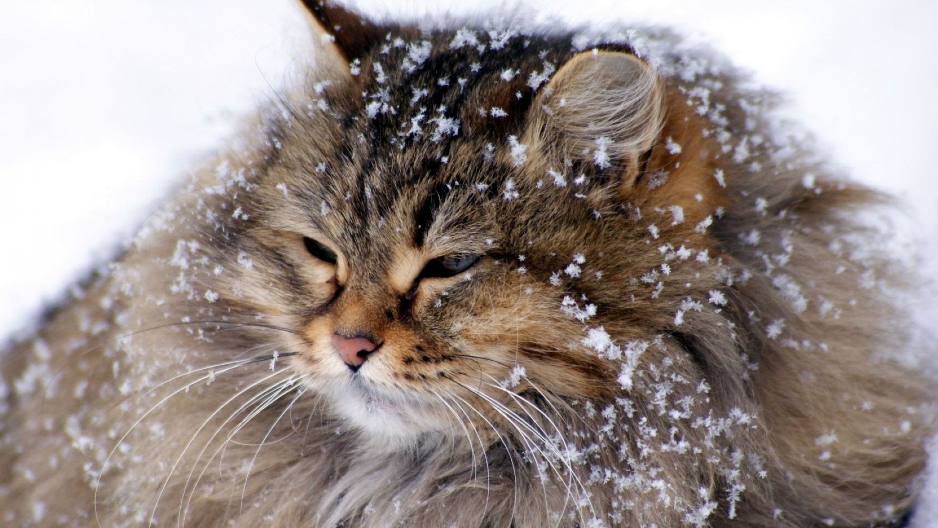 gatto animale carino mammifero fauna selvatica ritratto pelliccia gatto natura