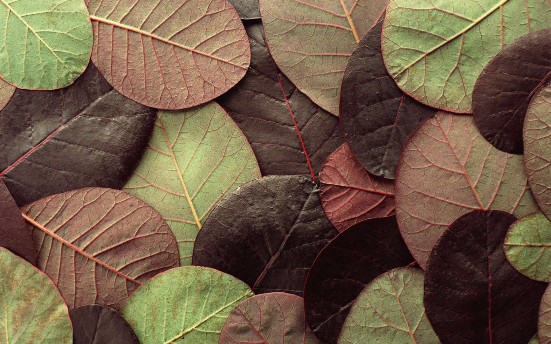 textur blatt natur flora herbst wachstum baum muster desktop adern hell farbe holz im freien saison schließen garten umwelt sommer