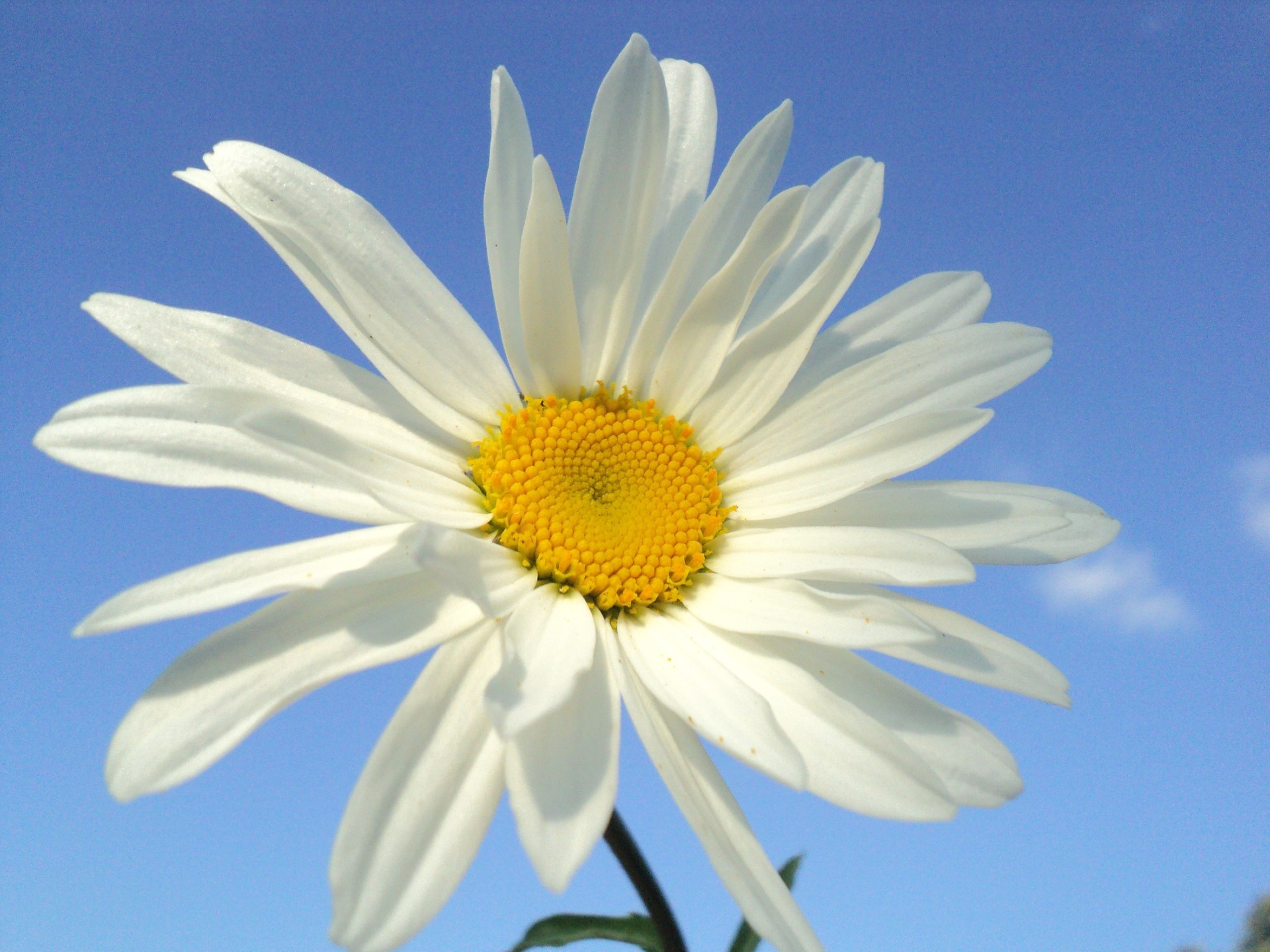 margaridas natureza flor verão flora brilhante cor