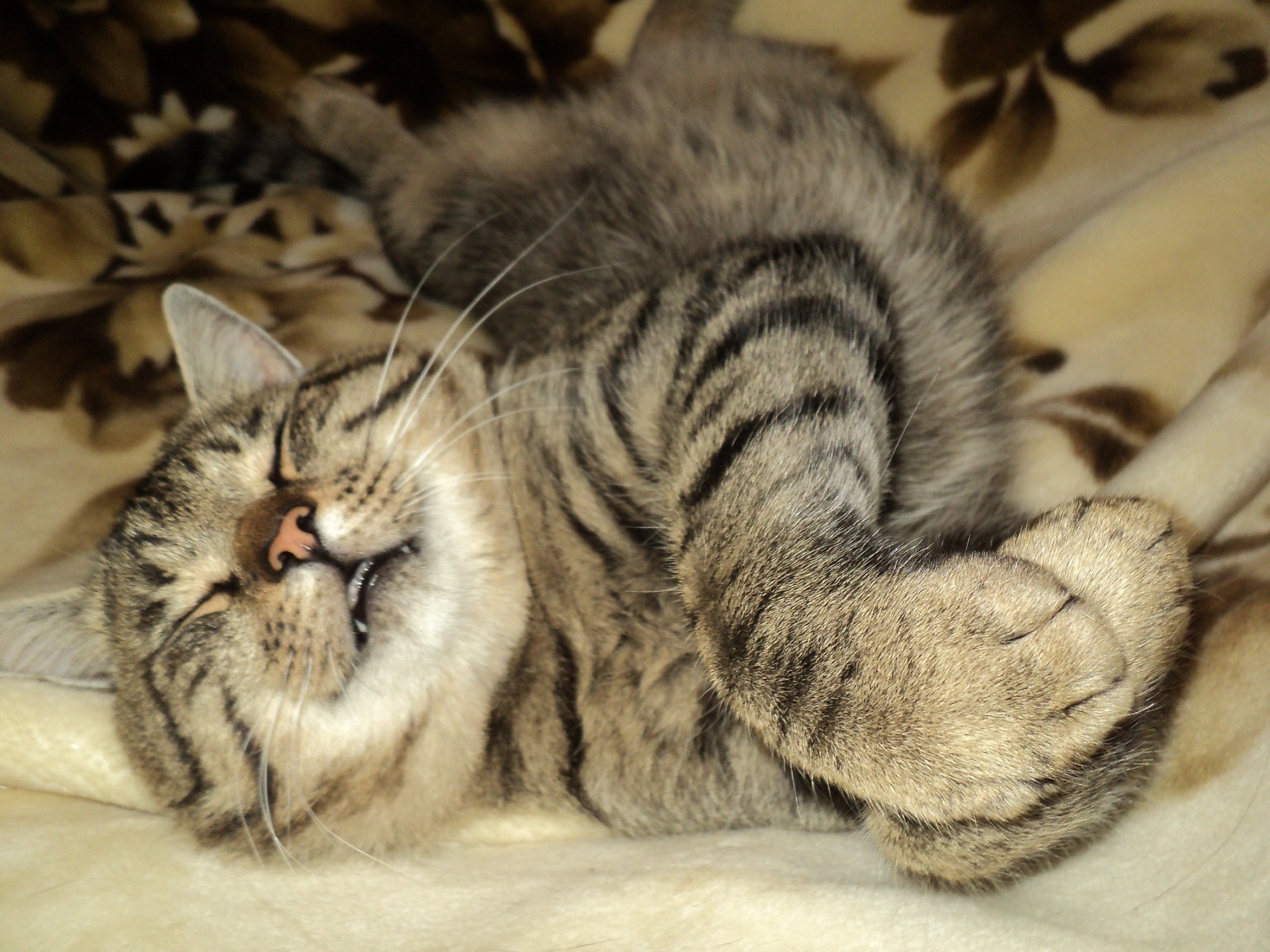 gatos gato animal de estimação fofa gatinho mamífero animal pele doméstico retrato sono olho para baixo bebê pequeno tabby listra adorável bigode fofo sente-se