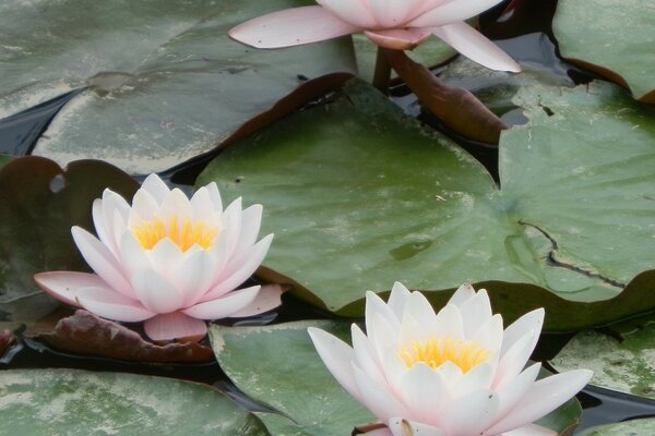 Flores de loto en la superficie del agua