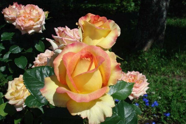 Gut im Garten blüht eine Rose