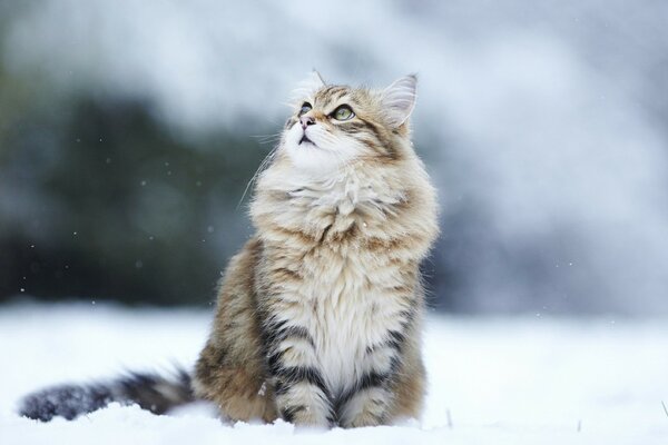 一只猫在雪地里留下脚印