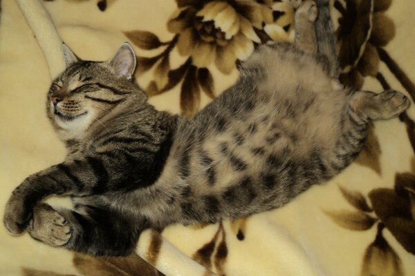 Chat se fait plaisir couché sur le lit