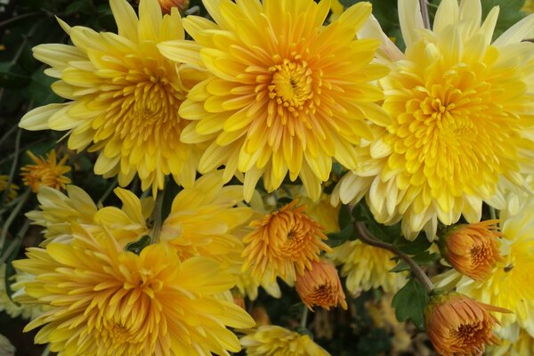 Mazzo di crisantemi gialli. Fiori luminosi