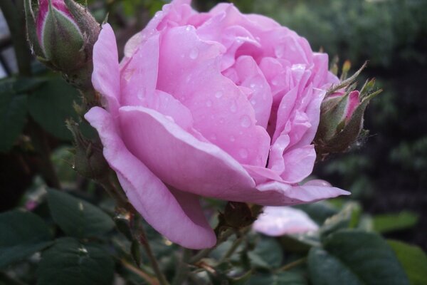 This flower is simply gorgeous, and its color is gorgeous