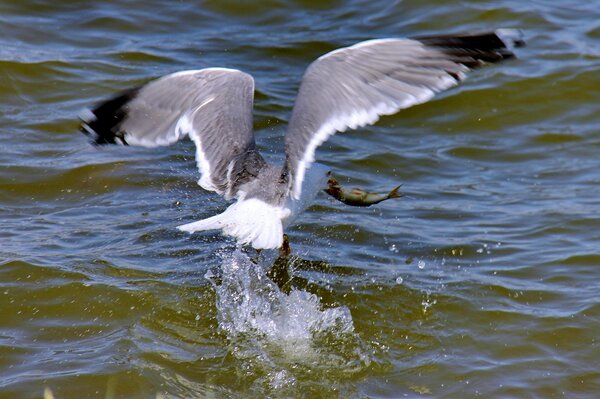 A seagull fishing.