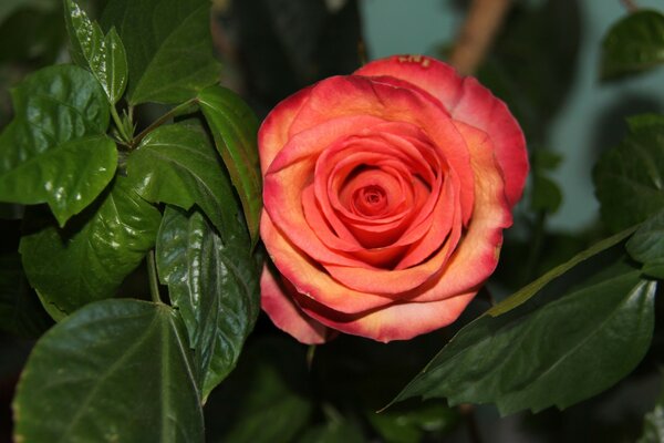 Rose on a background of bright green leaves