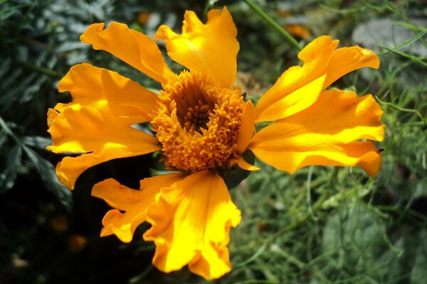 Yellow unknown flower in the garden