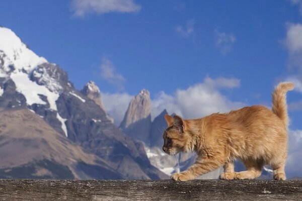 Chat roux sur fond de montagnes rocheuses