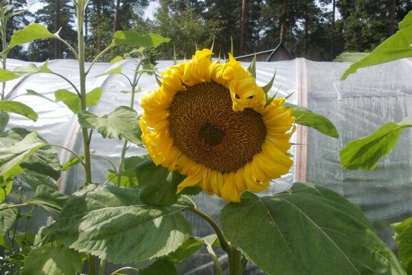 Tournesols dans le pays près de la serre