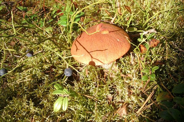 An autumn day and a useful find in the forest