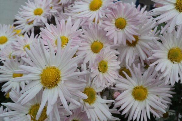 Un ramo de hermosas flores blancas