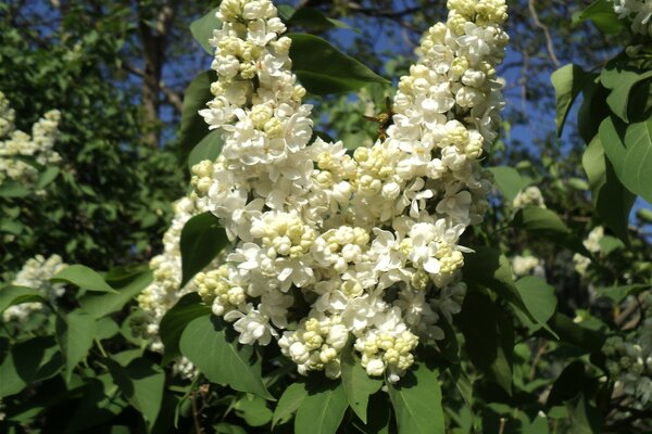 Blumen blühen in einem schönen Wald