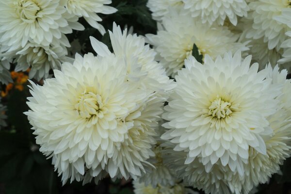 Ein großer Strauß großer Chrysanthemen